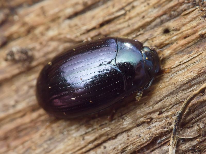 Platydema violaceum (Fabricius, 1790)